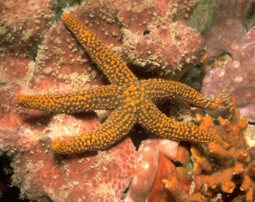 Orange Ridged Sea Star